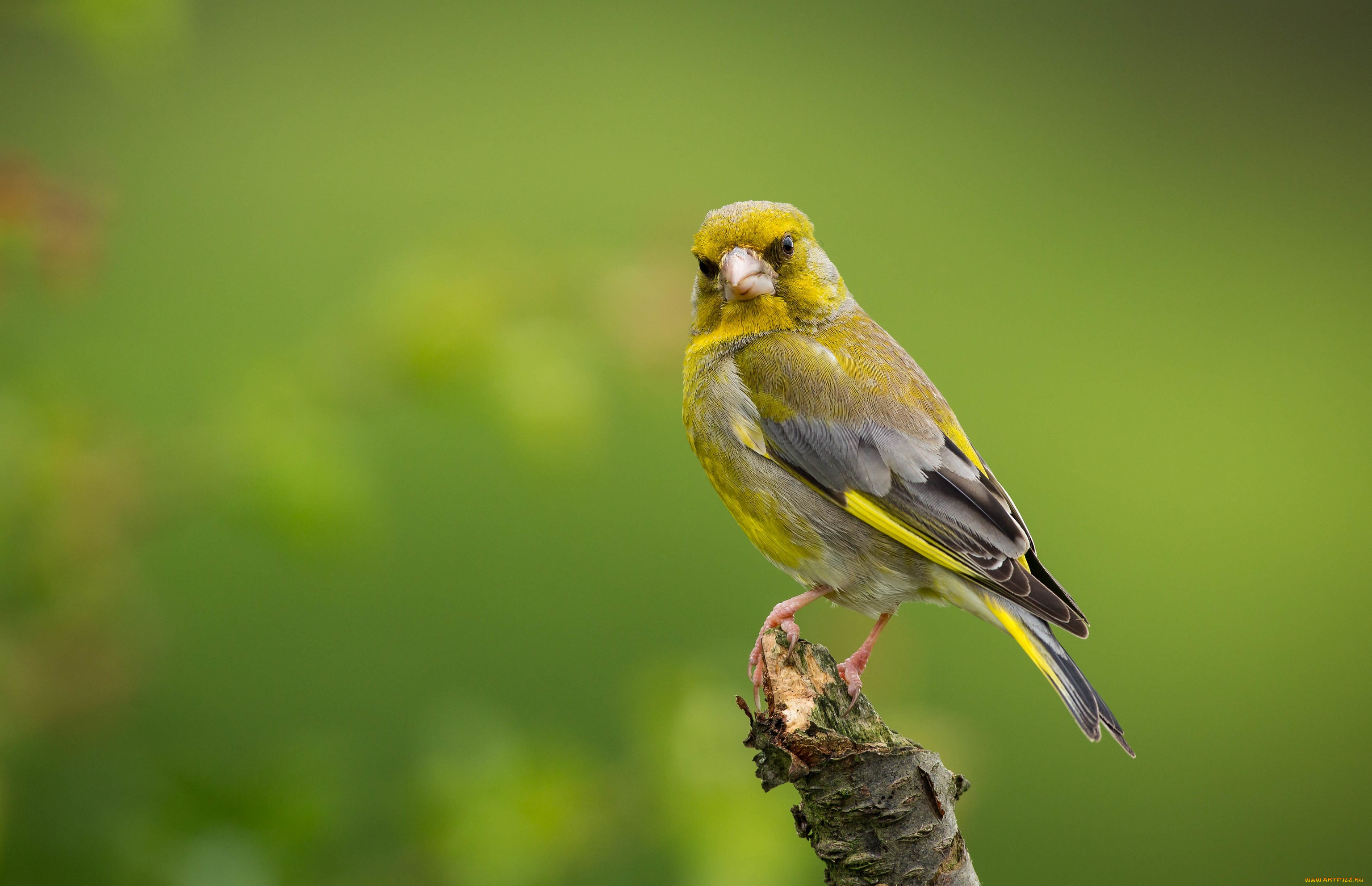 , , o, , european, greenfinch, o